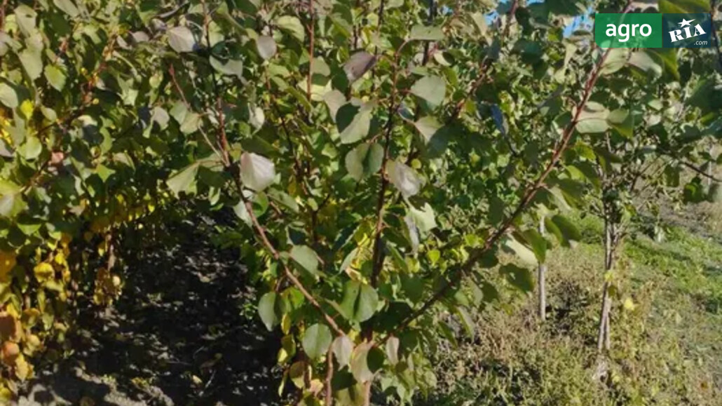 Абрикос    - фото 1