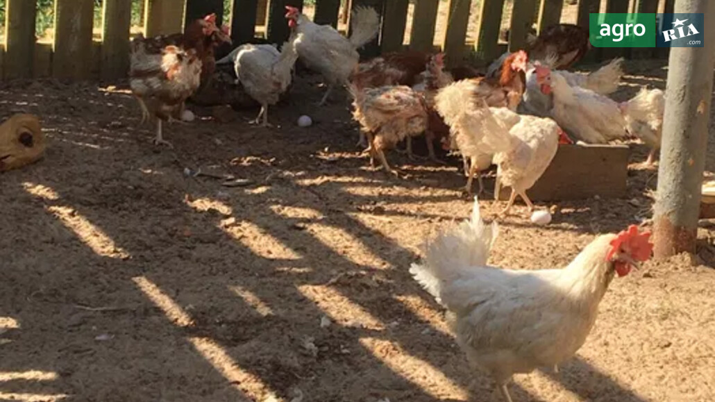 Курка    - фото 1