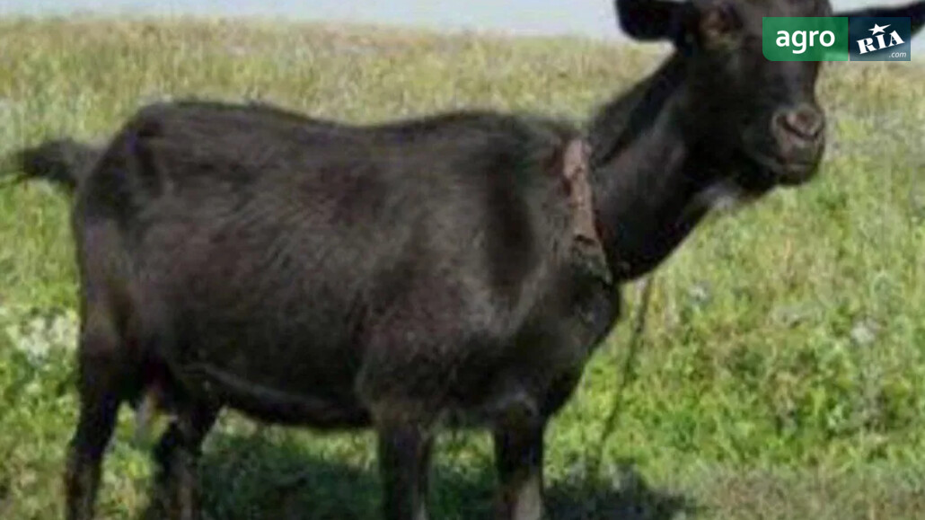 Коза    - фото 1