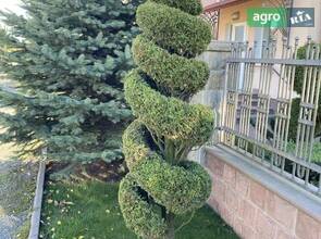 Туя смарагд спіраль