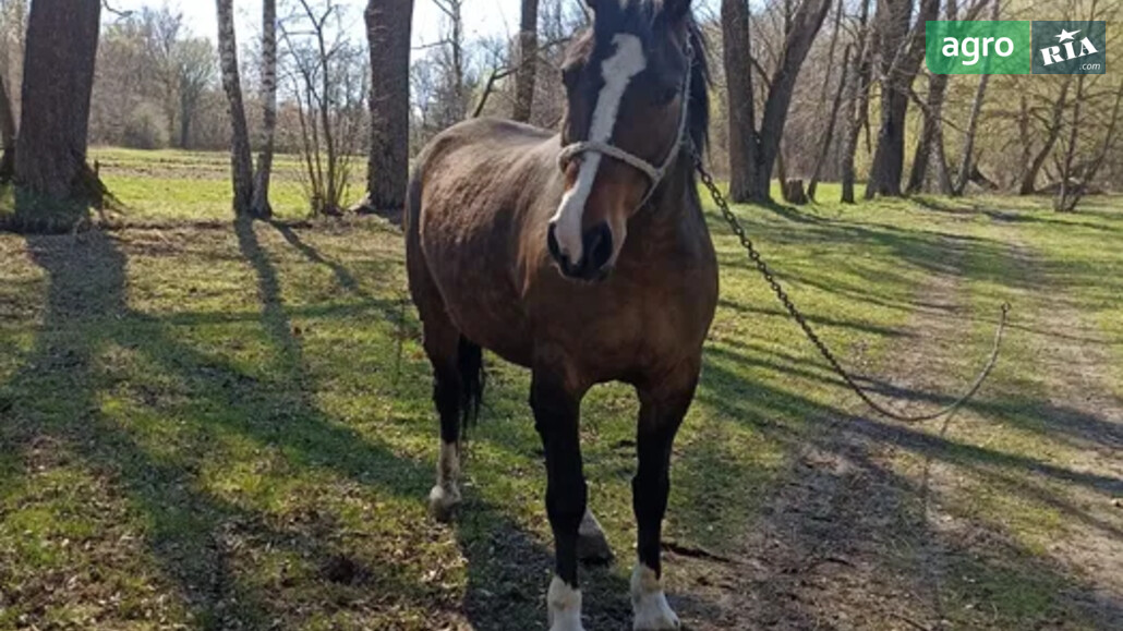Коні    - фото 1