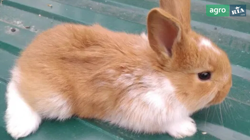 Кролики    - фото 1