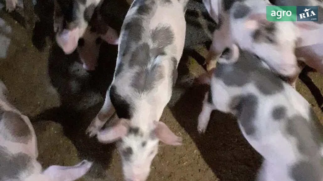 Порося    - фото 1