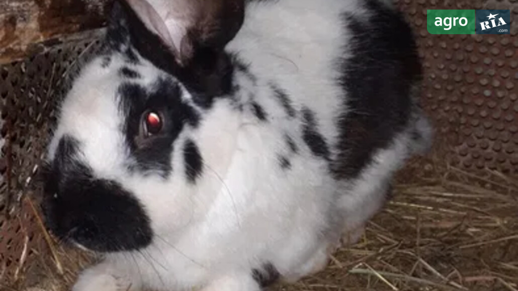 Кролі    - фото 1