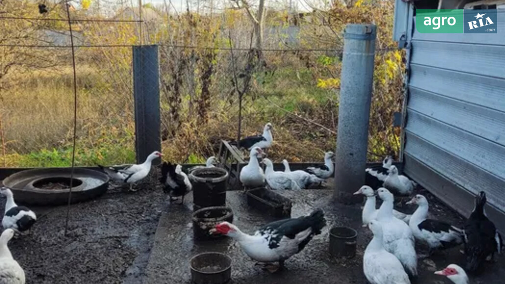 Качки    - фото 1