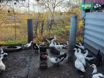  Домашние утки (6 месяцев) — 26 голов, район передовой - фото