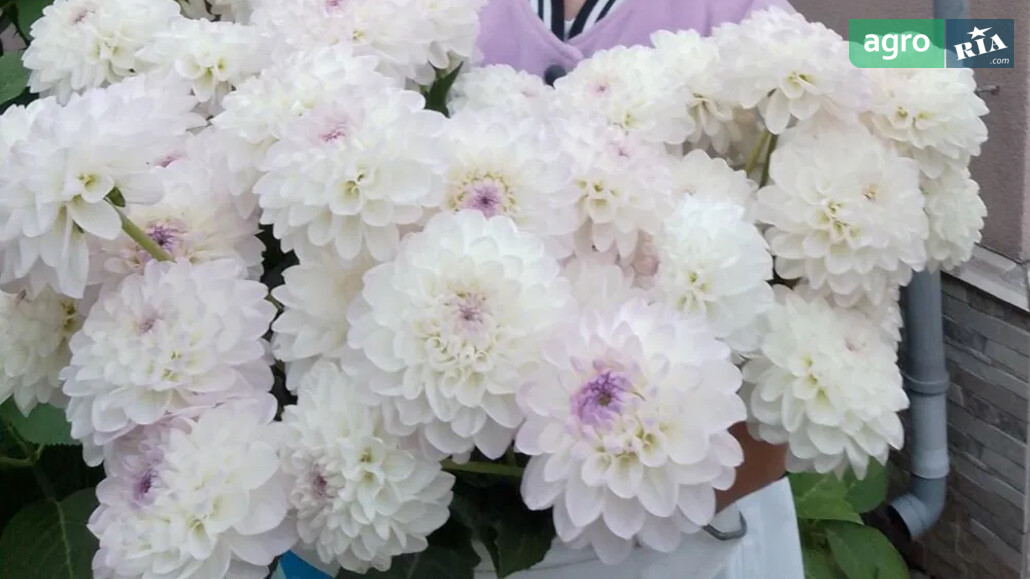 Жоржина    - фото 1