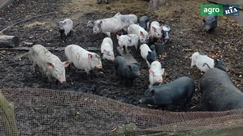 Свині    - фото 1