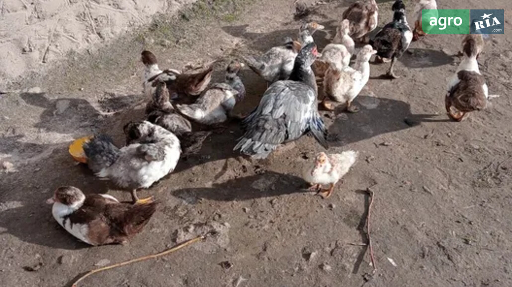 Качки    - фото 1