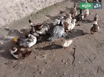 Качки шипуни (мускусні) різних мастей та віку - фото