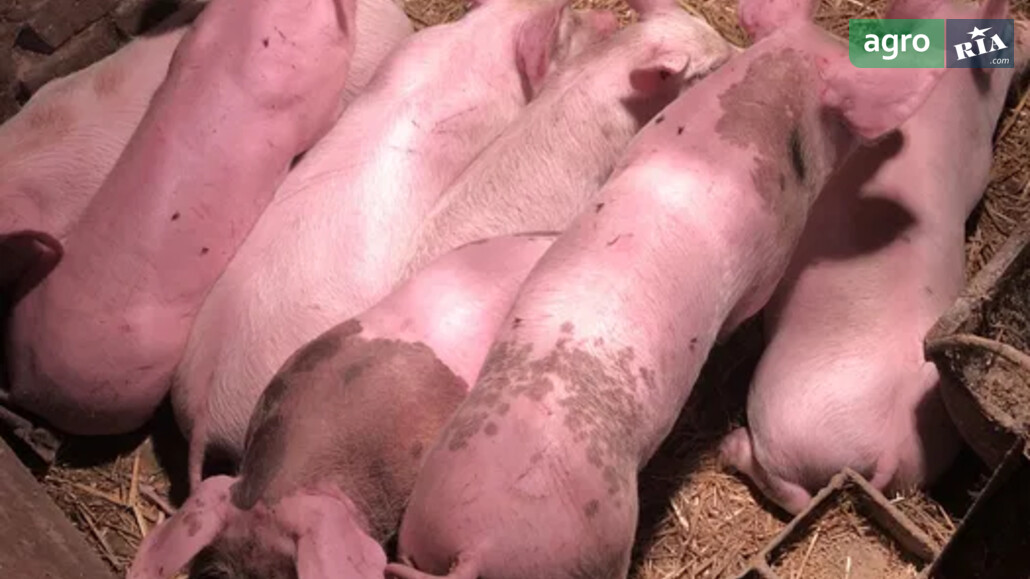 Свині    - фото 1