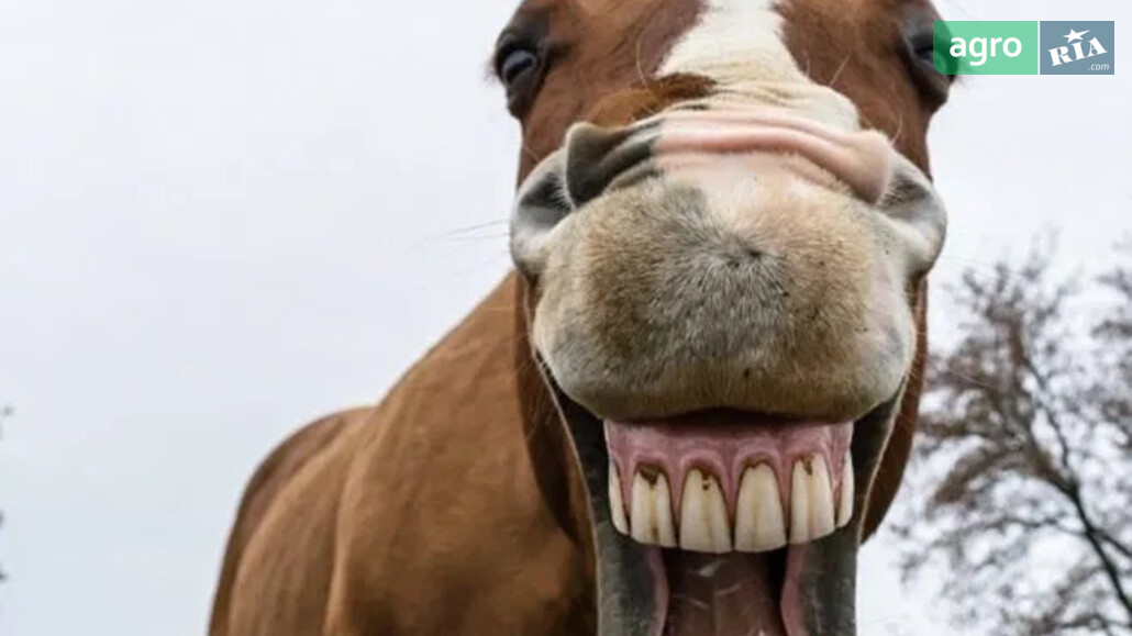 Кобыла    - фото 1