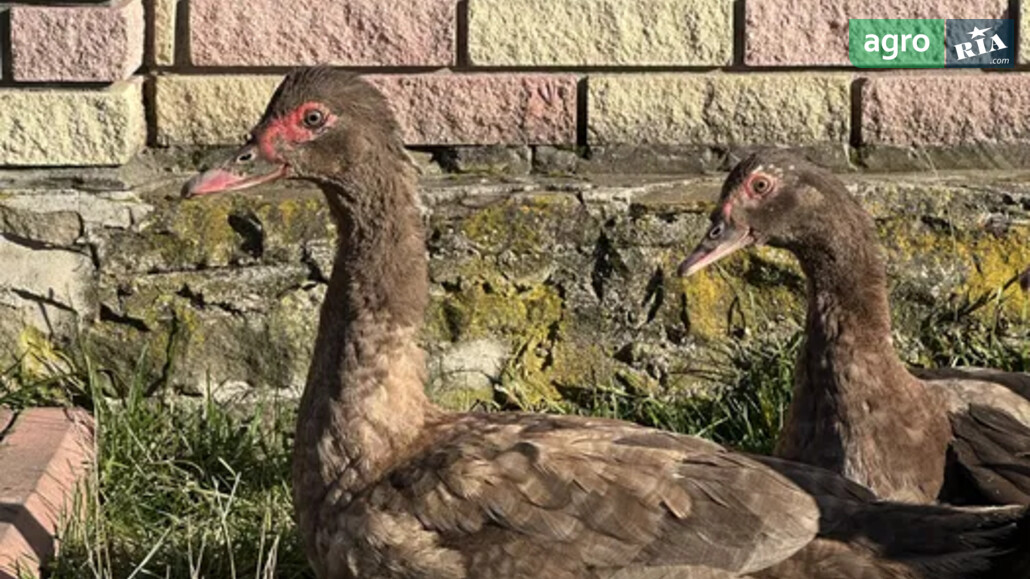 Качки    - фото 1