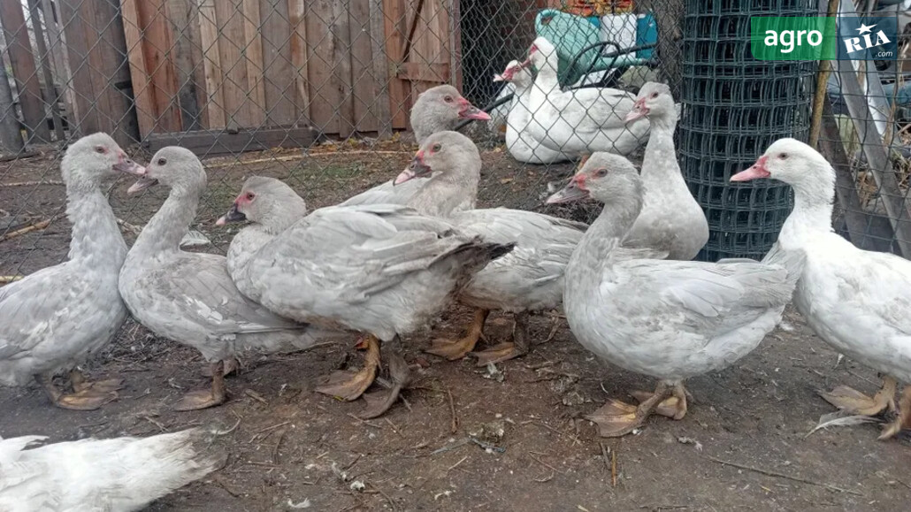 Качки    - фото 1