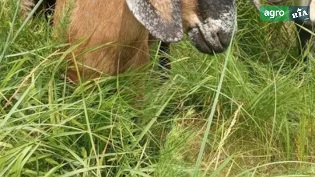 Коза    - фото 1