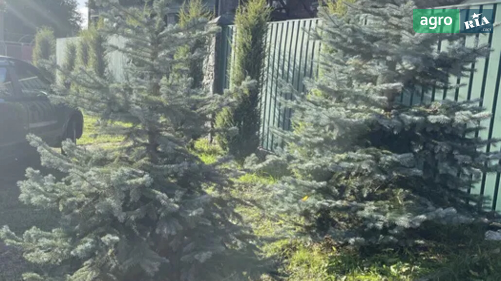 Ялинка    - фото 1