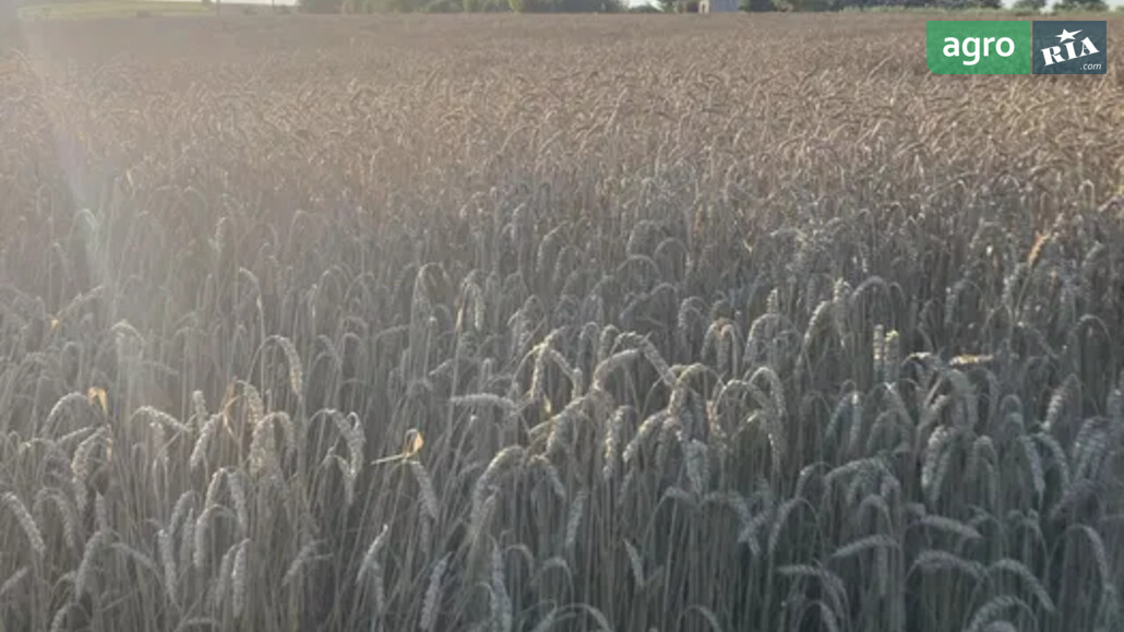Пшениця    - фото 1