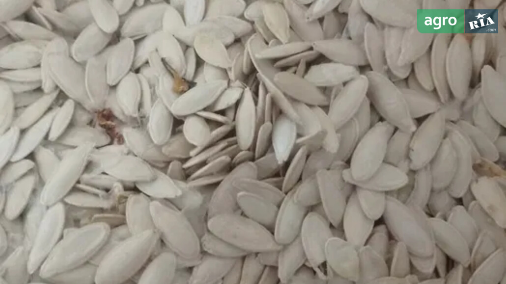 Гарбуз    - фото 1