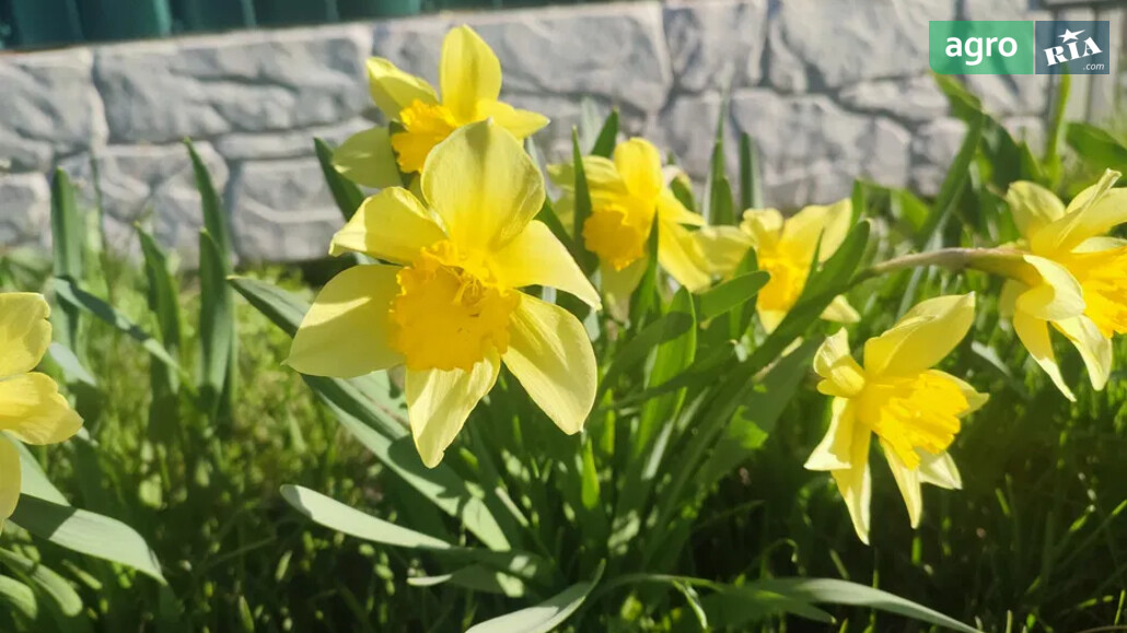 Нарцис    - фото 1