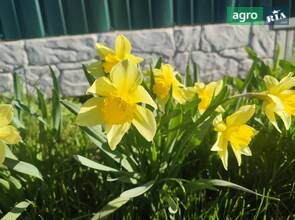 Нарцис жовтий ранній сортовий