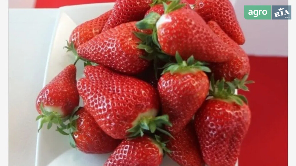 Полуниця    - фото 1