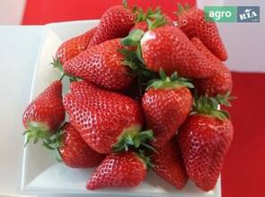 Набір саджанців полуниці Брілла