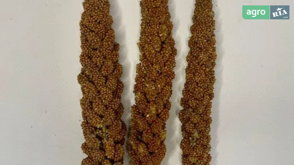 Чумиза    - фото 1