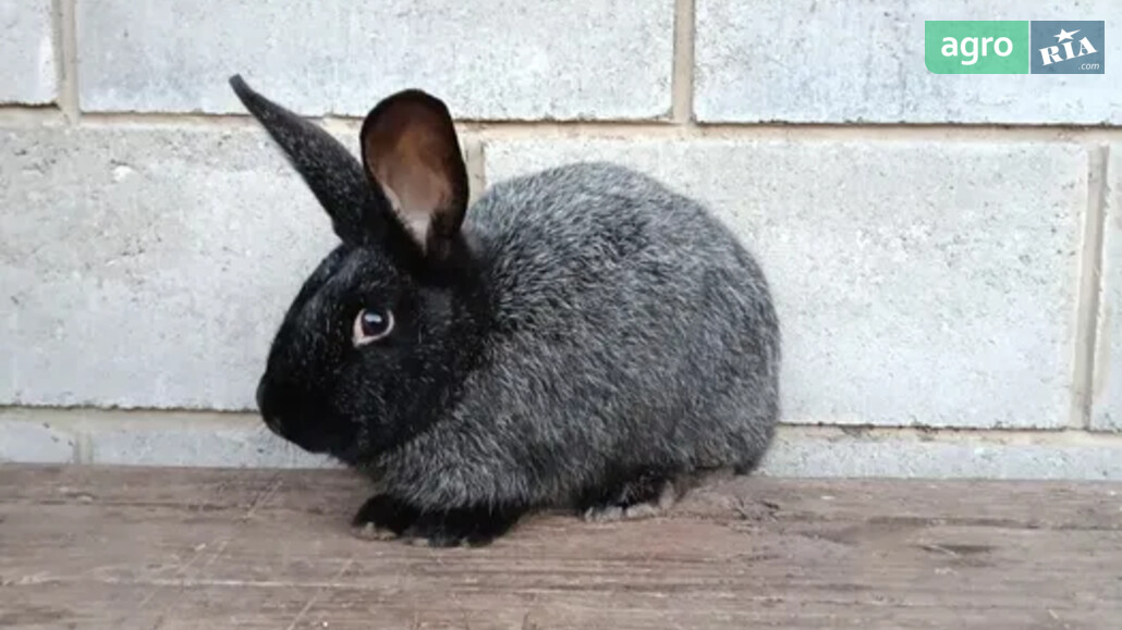 Кріль    - фото 1