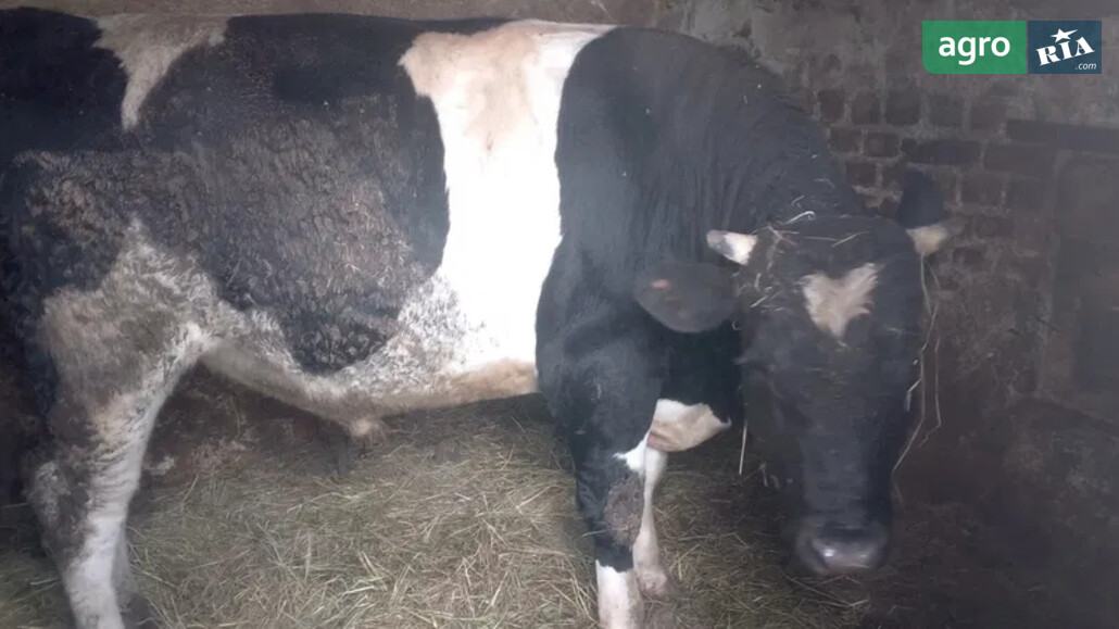 ВРХ    - фото 1