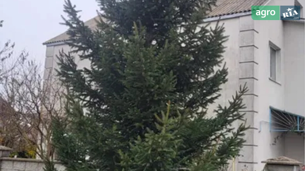 Ялинка    - фото 1