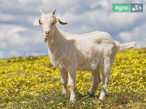 Кріль(самець) полтавське срібло