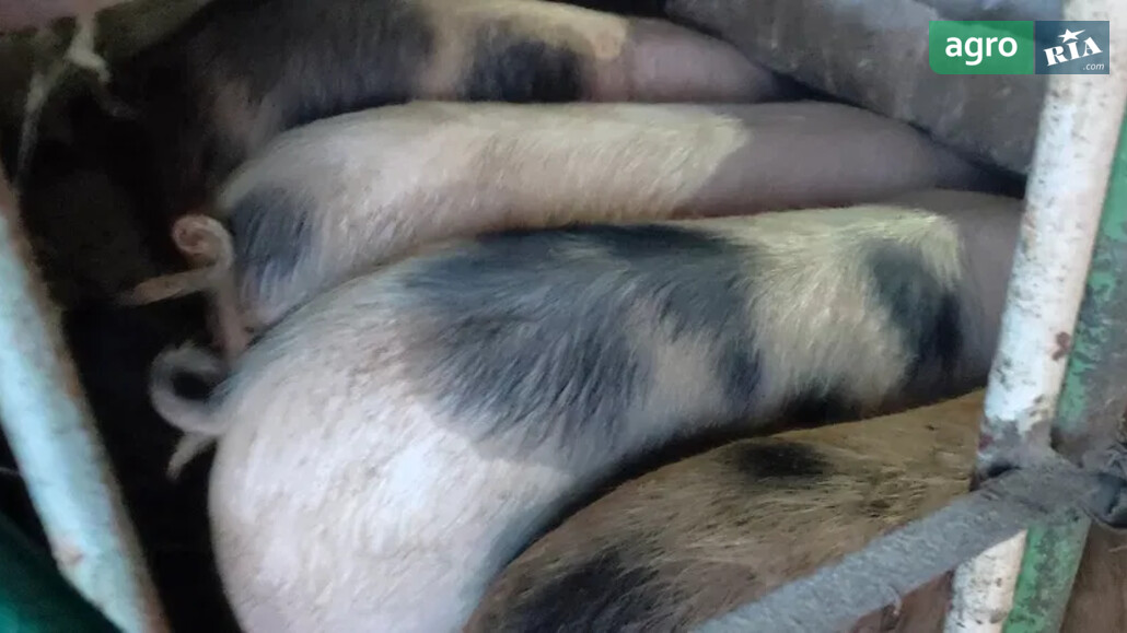 Порося    - фото 1