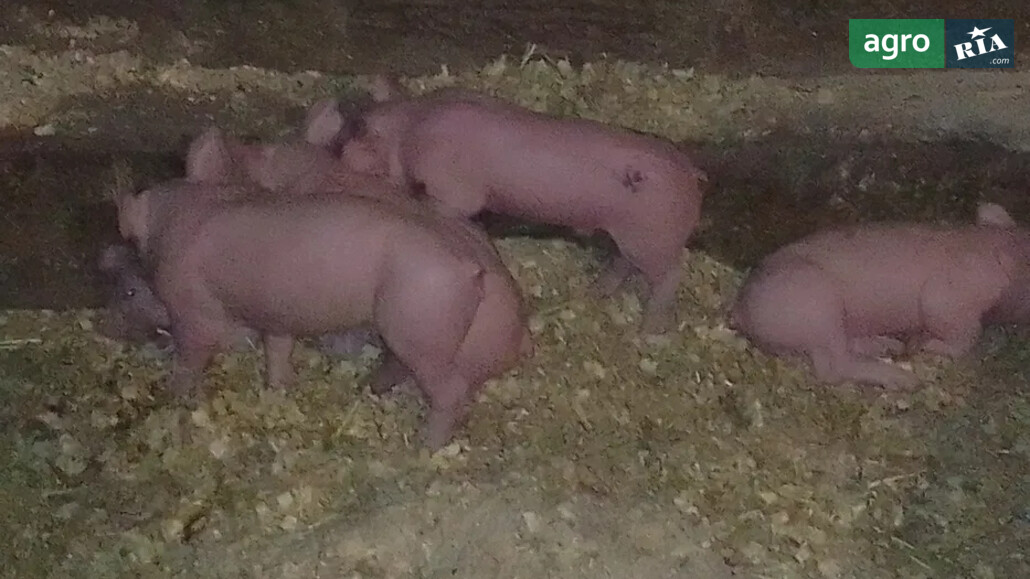 Порося    - фото 1