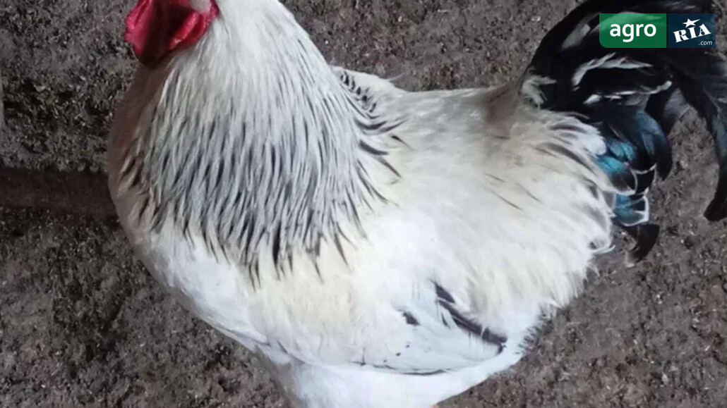 Кури    - фото 1