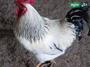  тушки домашних петухов