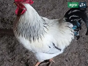  тушки домашних петухов - фото