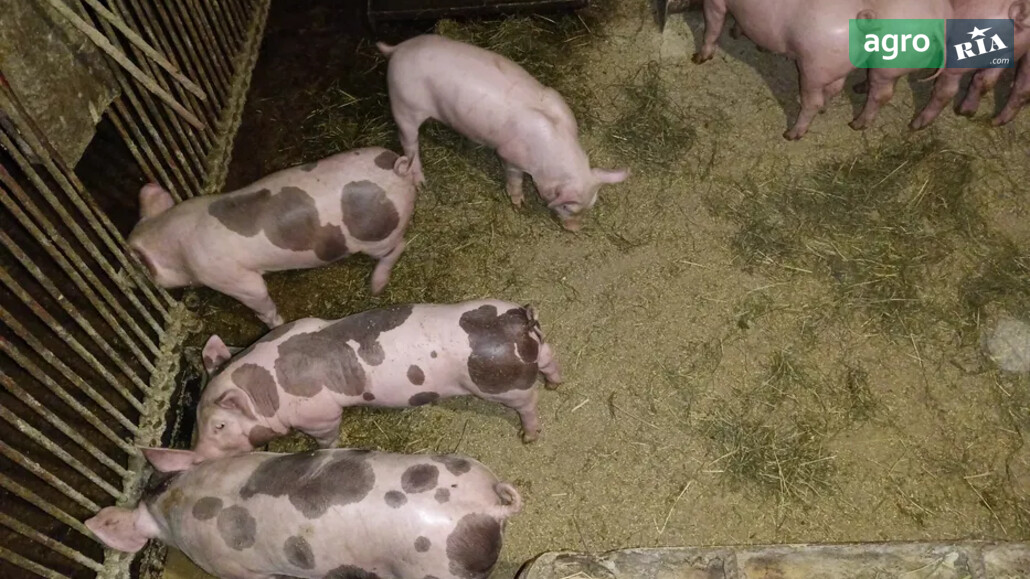 Поросенок    - фото 1