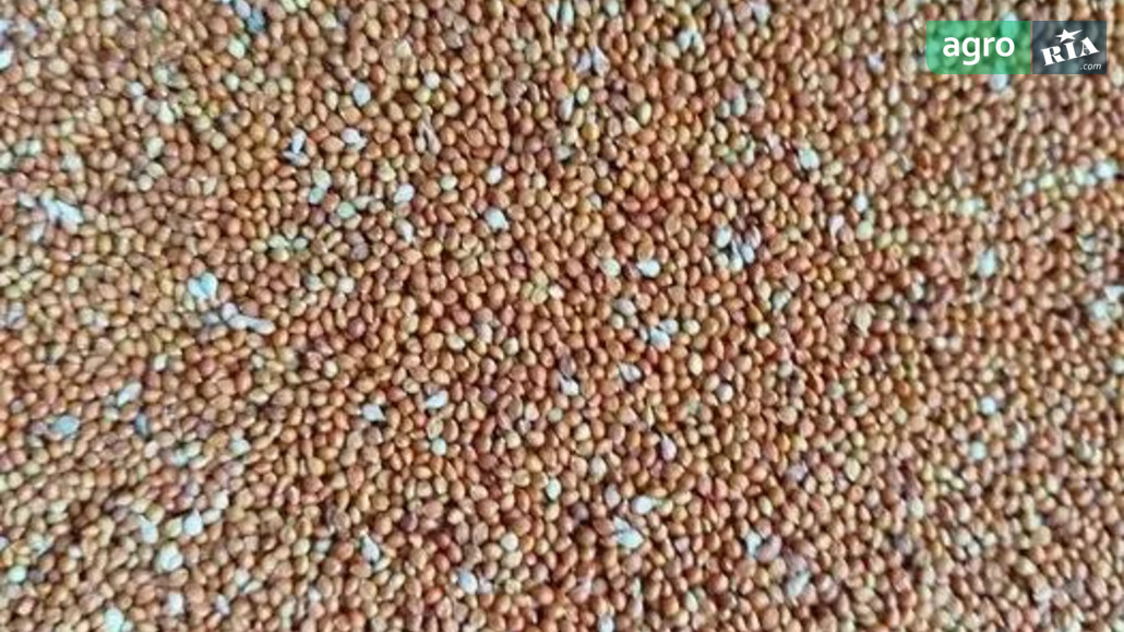 Чумиза    - фото 1