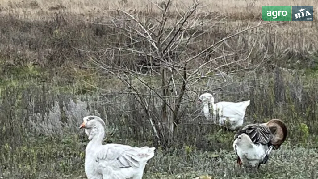 Гуси    - фото 1