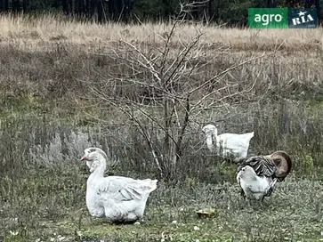  Племенные гуси породы Холмогоры (возраст 3–4 года) — возможна продажа стадом. - фото
