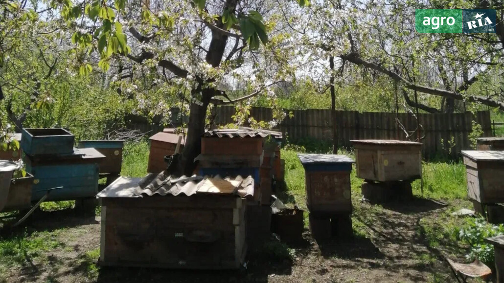 Пасіка    - фото 1