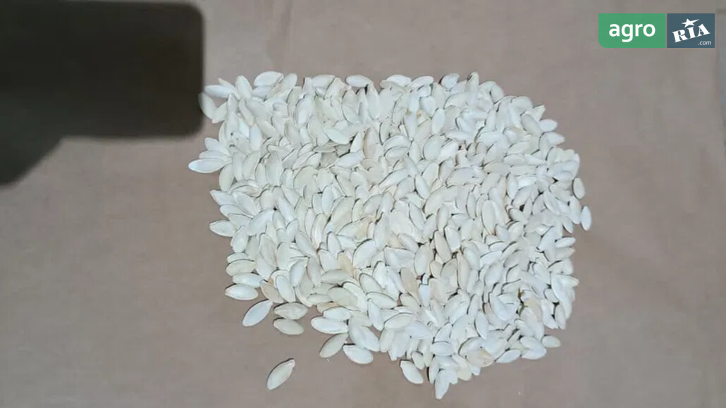 Гарбуз    - фото 1