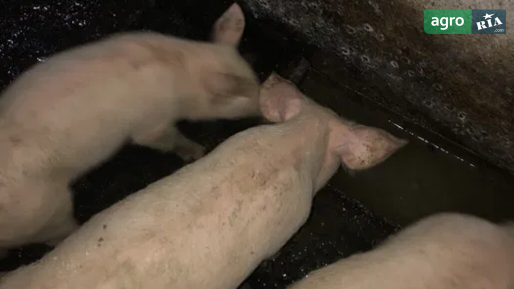 Порося    - фото 1