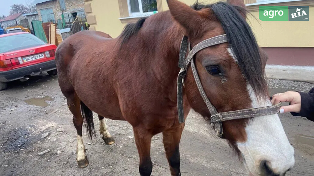 Кобила    - фото 1