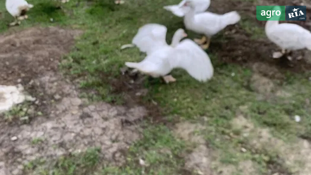 Качур    - фото 1