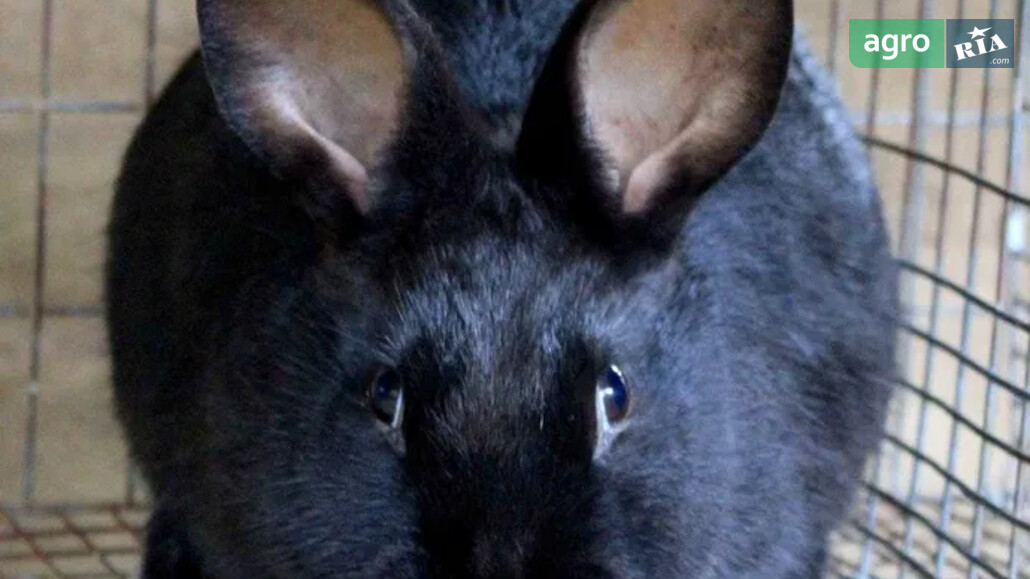 Кролі    - фото 1