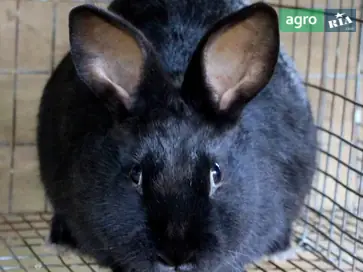 Распродажа племенных самок кроликов (6 месяцев) — вес 3+ кг. - фото