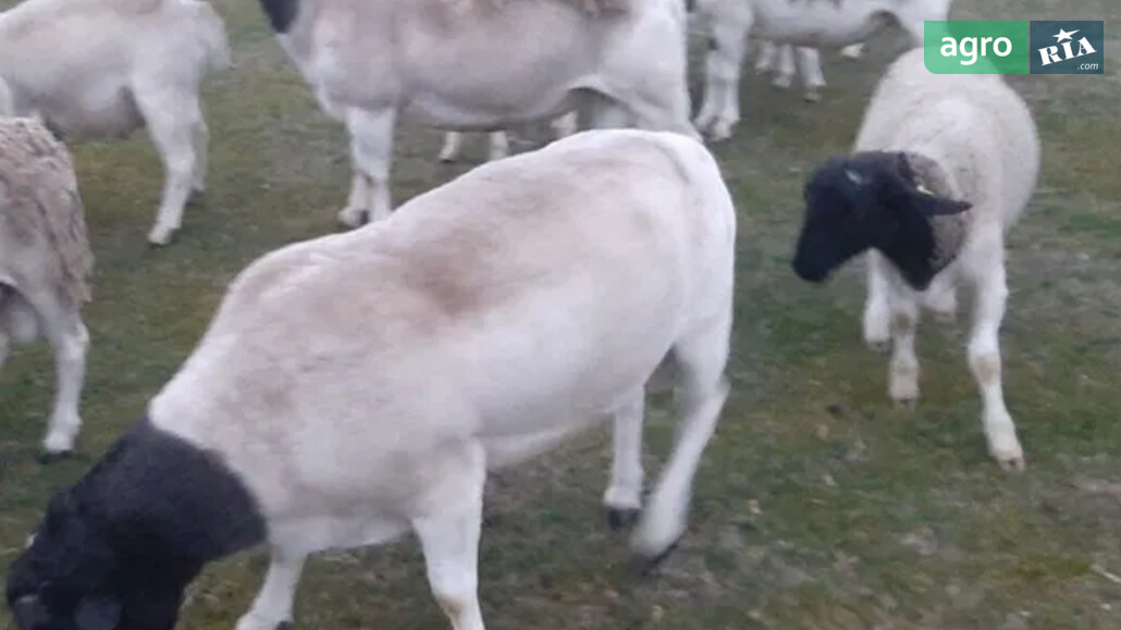 Вівці    - фото 1