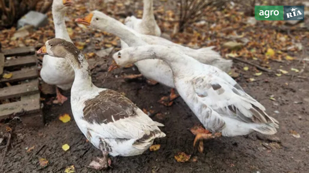 Гуси    - фото 1