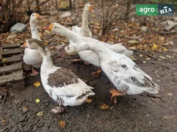  Взрослые гуси (1,5 года) для разведения или хозяйства - фото